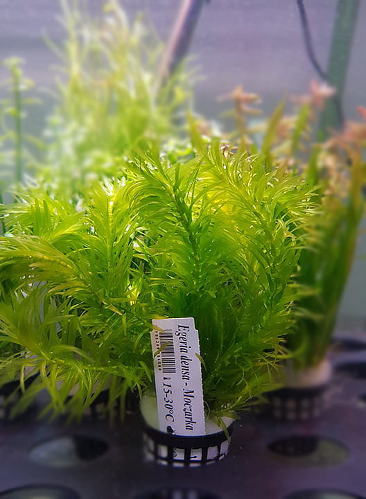 Egeria densa moczarka argentyńska koszyk xxl